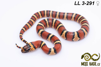 hadi na prodej, mládě, český chov hadů, odchov hadů, mojihadi.cz, lampropeltis mexicana thayeri, Mexican Kingsnake, korálovka mexická, Lampropeltis leonis, Thayer's Kingsnake, Variable Kingsnake, orange